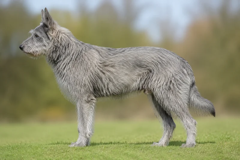 Picardy Sheepdog — gray coat