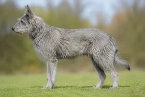 Picardy Sheepdog — gray coat