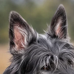 Picardy Sheepdog — ears