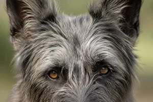 Picardy Sheepdog — eyes