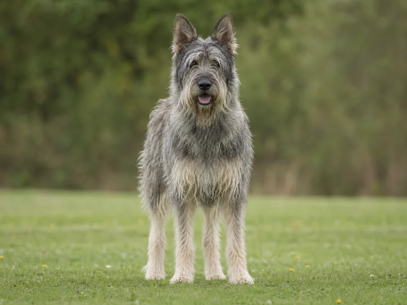 Picardy Sheepdog — front