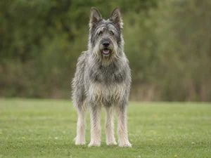 Picardy Sheepdog — front
