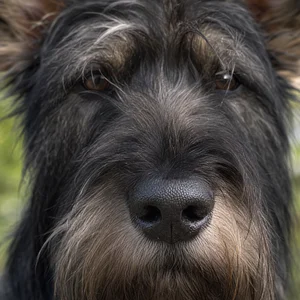 Picardy Sheepdog — nose