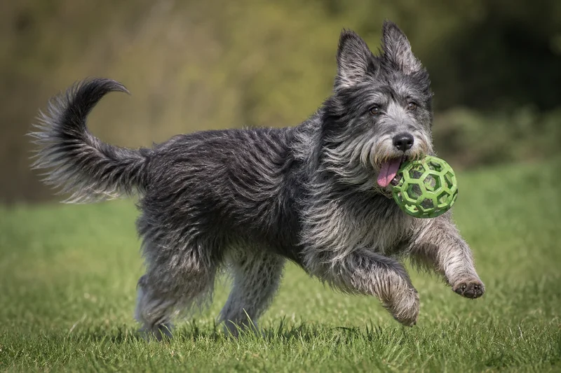 Picardy Sheepdog — playing