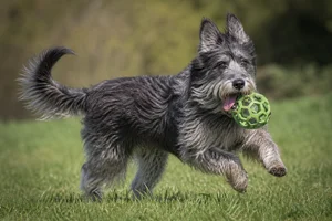 Picardy Sheepdog — playing