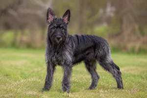 Picardy Sheepdog — puppy (~4 mo)
