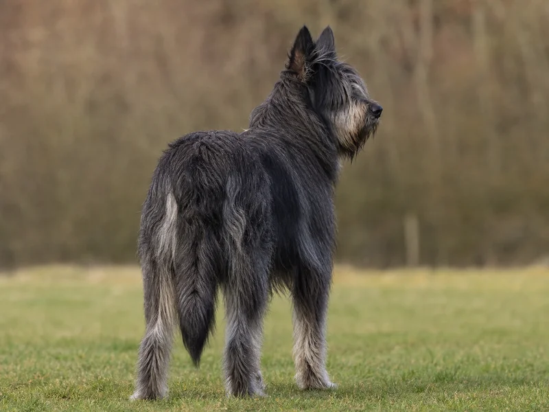 Picardy Sheepdog — rear