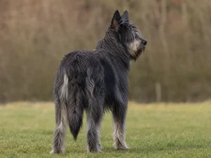Picardy Sheepdog — rear