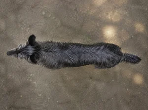 Picardy Sheepdog — top