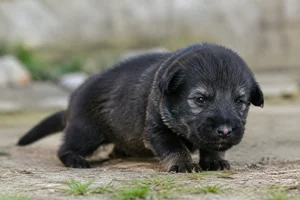 Picardy Sheepdog — young puppy (~1 mo)