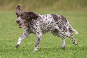 Picardy Spaniel — running