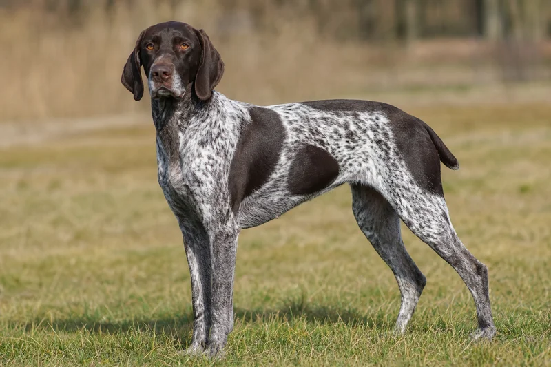Picardy Spaniel — adult