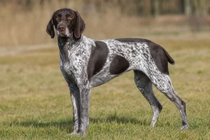 Picardy Spaniel — adult