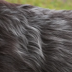 Picardy Spaniel — coat texture