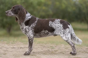 Picardy Spaniel — Liver and white coat