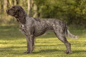 Picardy Spaniel — Liver roan coat