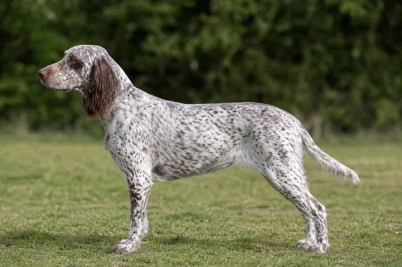 Picardy Spaniel — White with liver ticking coat