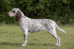 Picardy Spaniel — White with liver ticking coat