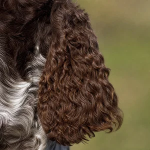 Picardy Spaniel — ears