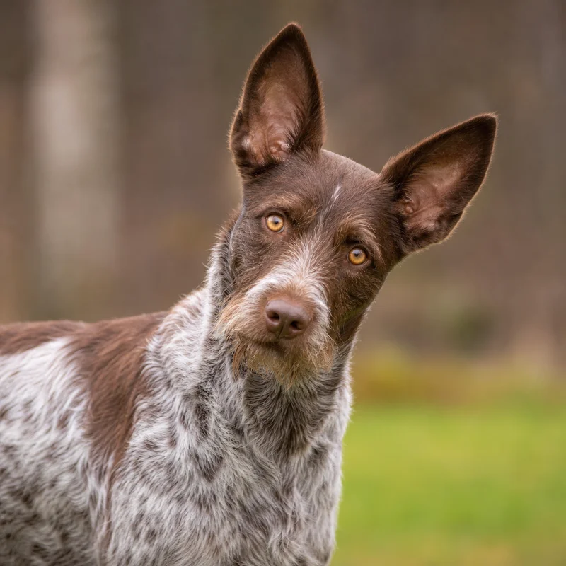 Picardy Spaniel — alert