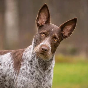 Picardy Spaniel — alert