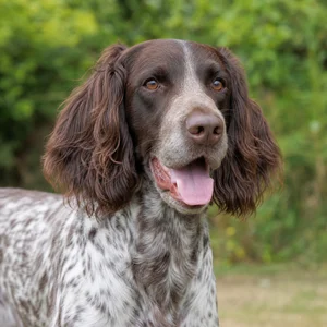 Picardy Spaniel — happy