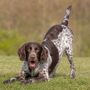 Picardy Spaniel — playful
