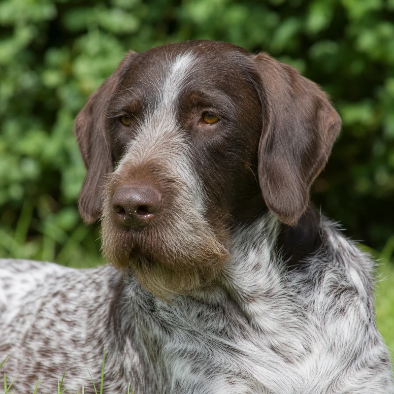 Picardy Spaniel — relaxed