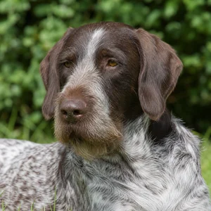 Picardy Spaniel — relaxed