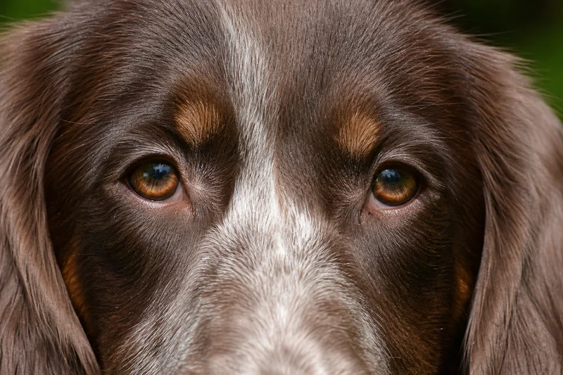 Picardy Spaniel — eyes
