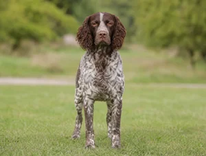 Picardy Spaniel — front