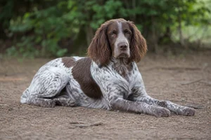 Picardy Spaniel — lying down