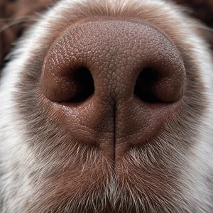 Picardy Spaniel — nose