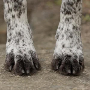 Picardy Spaniel — paws