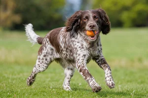 Picardy Spaniel — playing