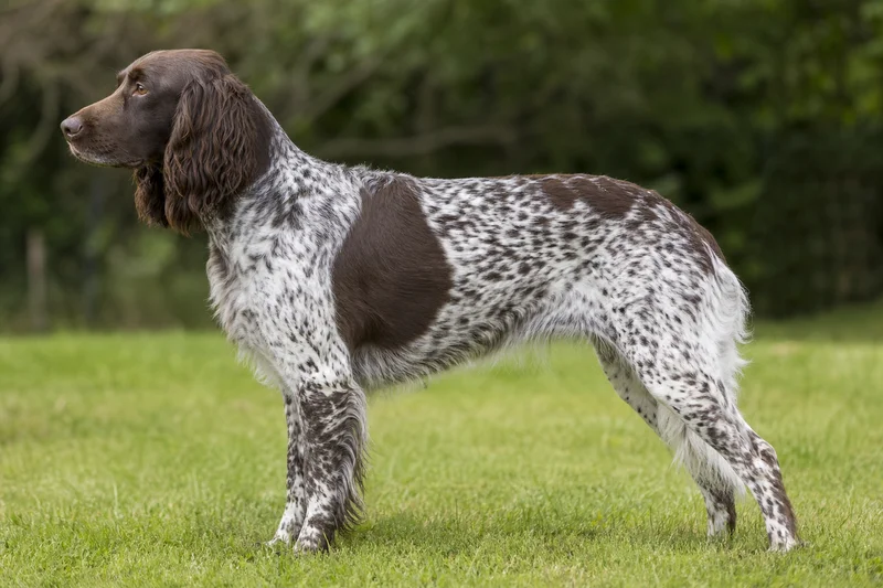 Picardy Spaniel — side