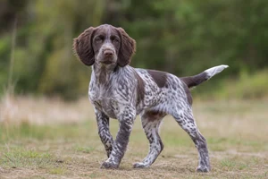 Picardy Spaniel — puppy (~4 mo)