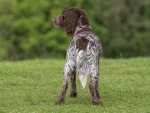 Picardy Spaniel — rear