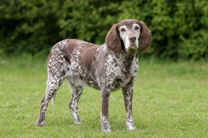Picardy Spaniel — senior