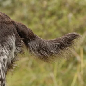 Picardy Spaniel — tail