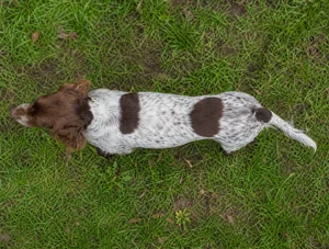Picardy Spaniel — top