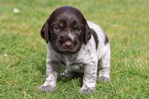 Picardy Spaniel — young puppy (~1 mo)
