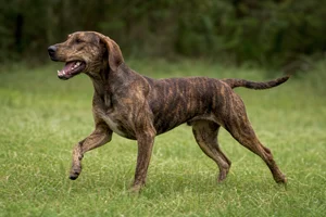 Plott Hound — running