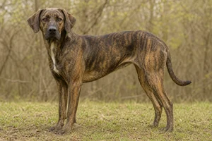 Plott Hound — adult