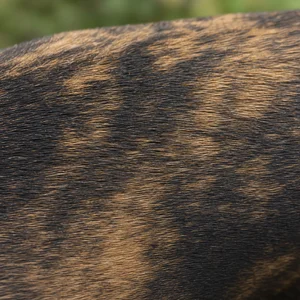 Plott Hound — coat texture