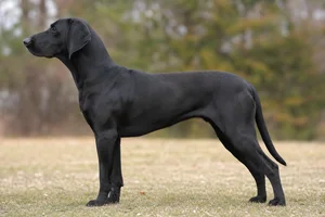Plott Hound — black coat