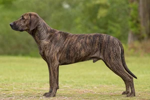 Plott Hound — Brindle coat