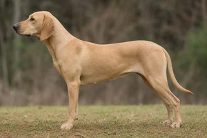 Plott Hound — buckskin coat