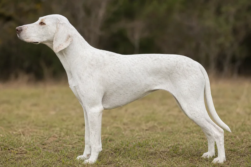 Plott Hound — maltese coat