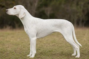Plott Hound — maltese coat
